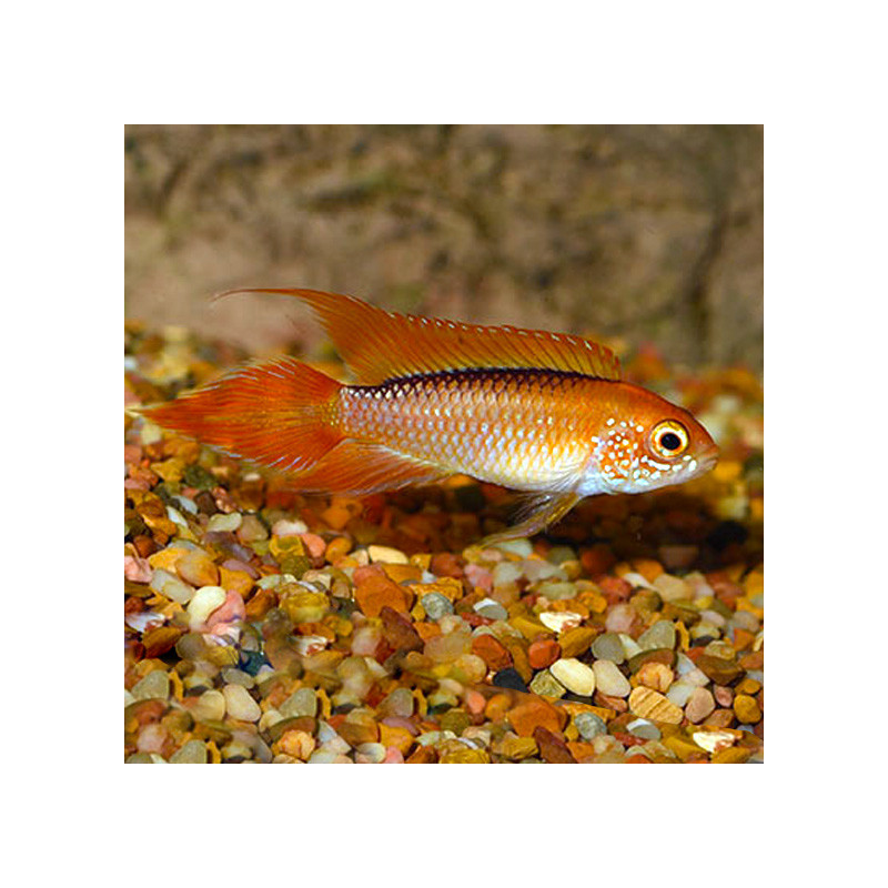 Flame Red Dwarf Agassizii