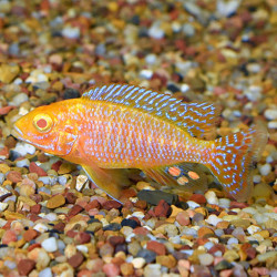 Peacock Scarlet Albino Cichlid M