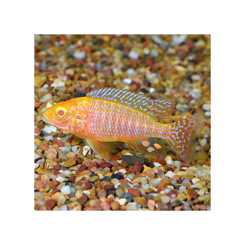 Peacock Scarlet Albino Cichlid M