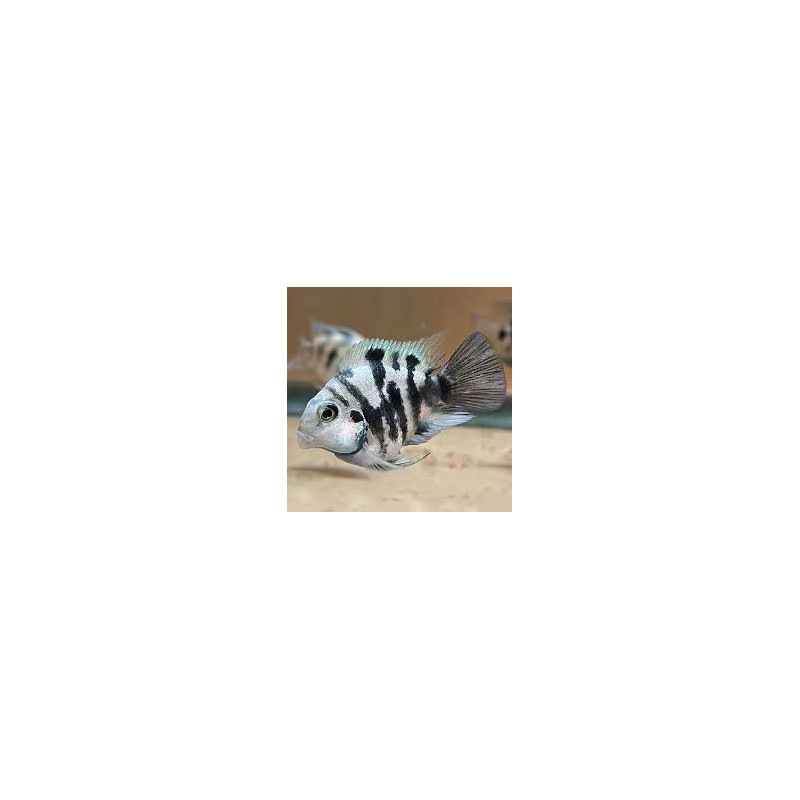 Polar Blue Convict Parrot S