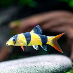 Clown Loach