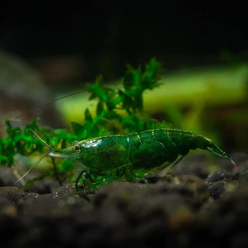 Green Jade Shrimp M