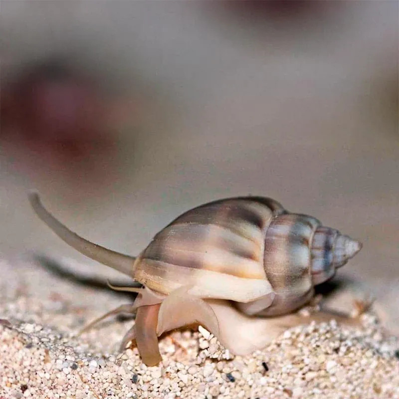 Nassarius Snail