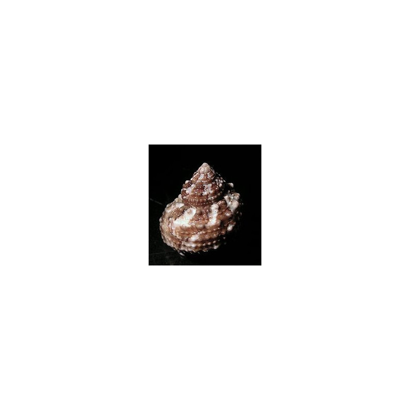 Turban Snail