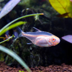 Albino Glowlight Tetra