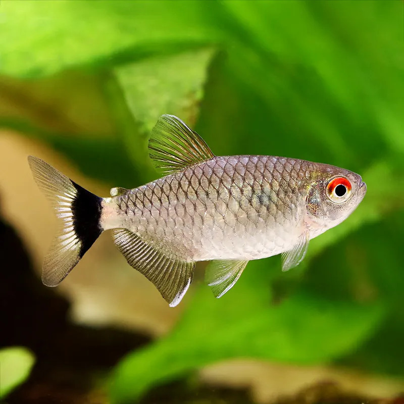 Red Eye Tetra - M