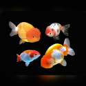 Assorted Ranchu Goldfish