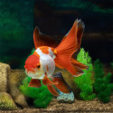 Red And White Oranda Goldfish