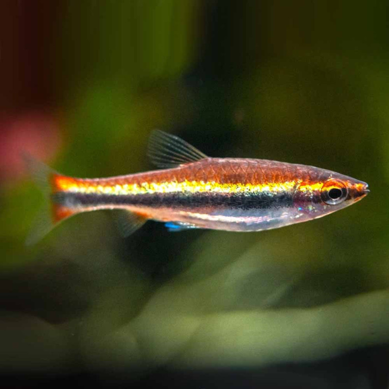 Golden Pencilfish