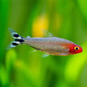 Rummynose Tetra