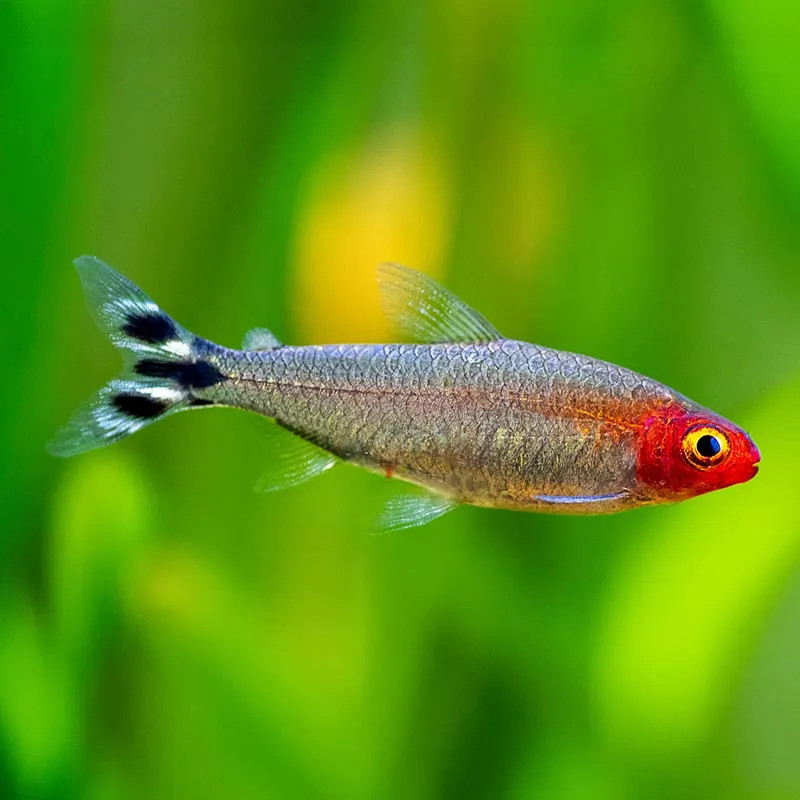 Rummynose Tetra