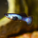 Panda Guppy - Male
