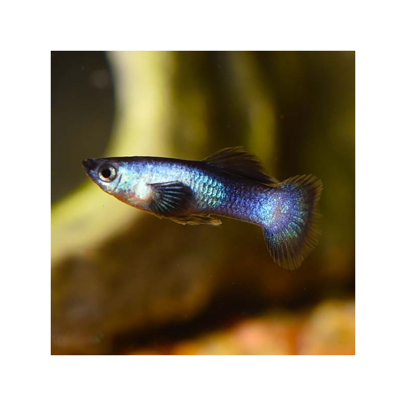 Panda Guppy - Male
