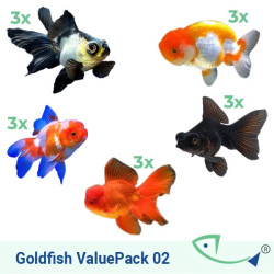 Goldfish ValuePack 02