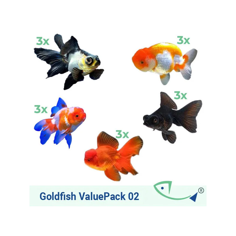 Goldfish ValuePack 02