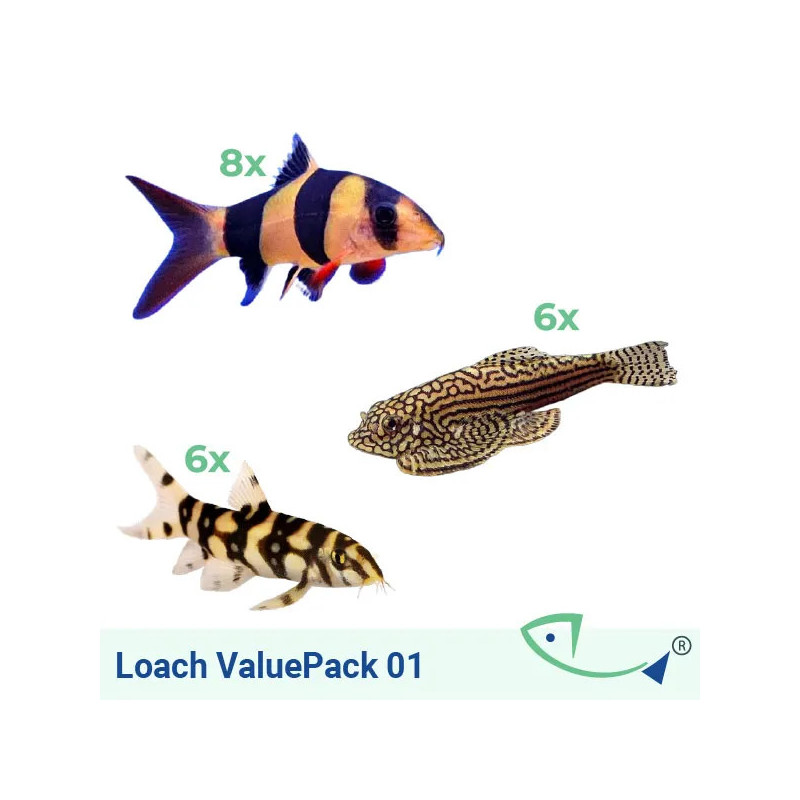 LOACH ValuePack 01