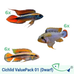 Cichlid ValuePack 01 (Dwarf)
