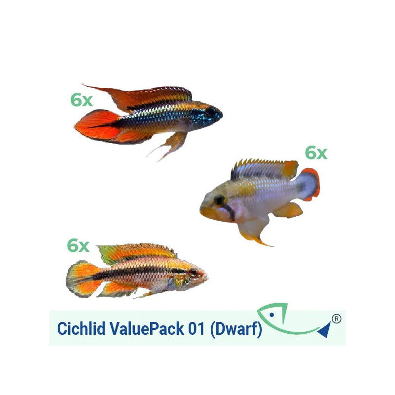 Cichlid ValuePack 01 (Dwarf)