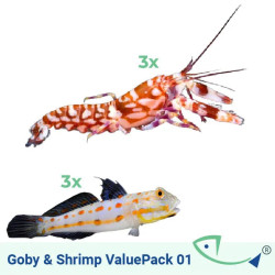 Goby & Shrimp ValuePack 1