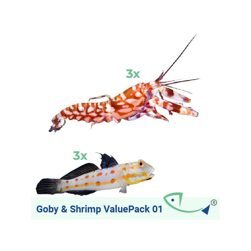 Goby & Shrimp ValuePack 1
