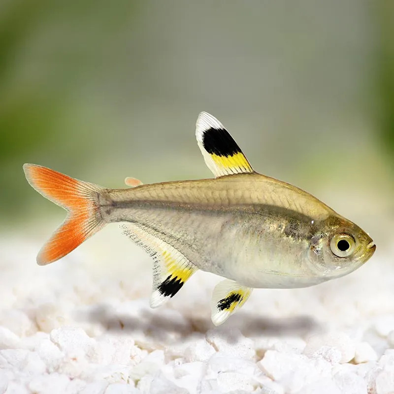 X Ray Pristella Tetra - M