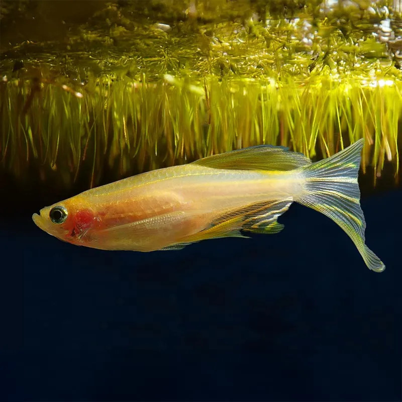 Gold Longfin Danio