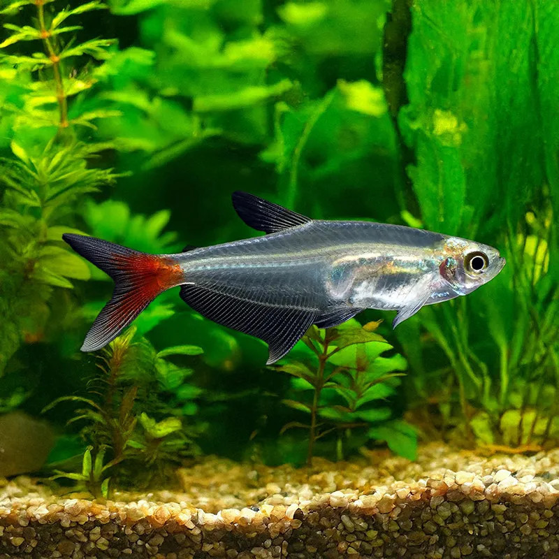 Filligree Bloodfin Tetra