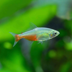 Green Fire Tetra