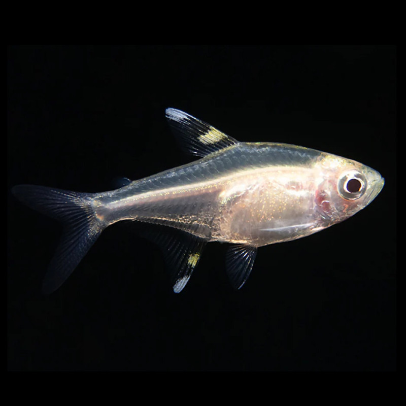 Gold Pristella Tetra