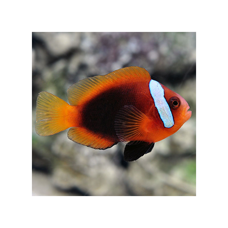 Cinnamon Clownfish - M