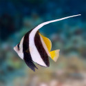 Black and White Bannerfish