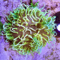 Long Tentacle Anemone - M