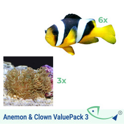Anemone And Clown ValuePack 3