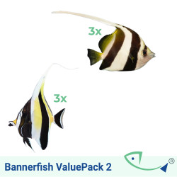 Bannerfish ValuePack 2