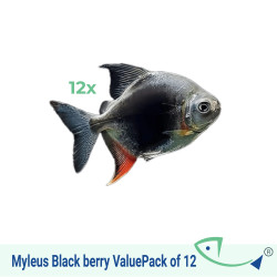 Myleus Black berry ValuePack of 12
