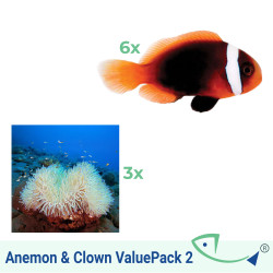 Anemone And Clown ValuePack 2