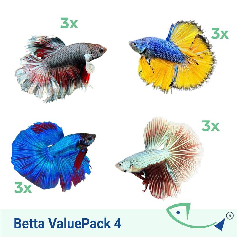 BETTA ValuePack (Premium) 04