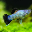 Electric Blue Wag Platy