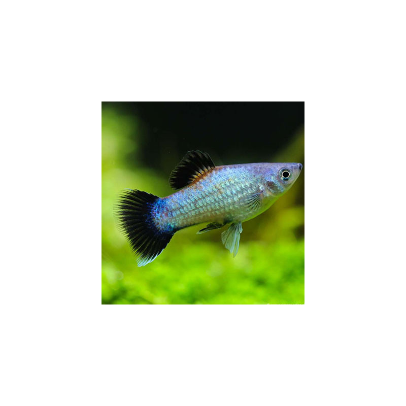 Electric Blue Wag Platy