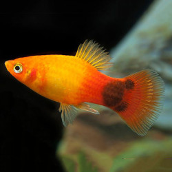 Sunset Mickey Mouse Platy