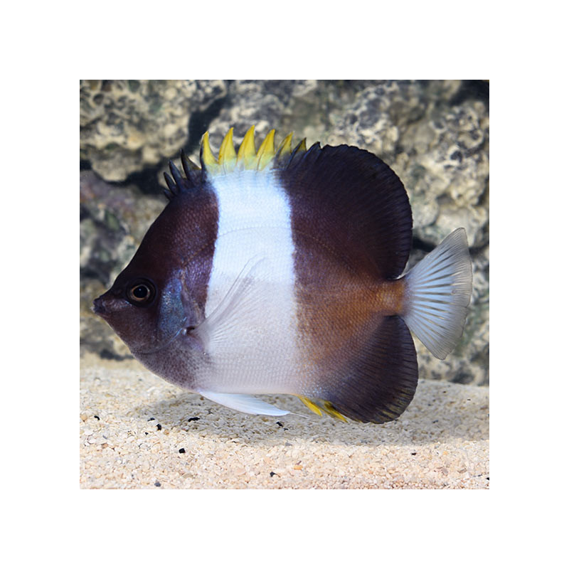 Zoster Butterflyfish