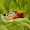Spotted Red Flame Platy