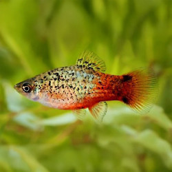 Spotted Red Flame Platy