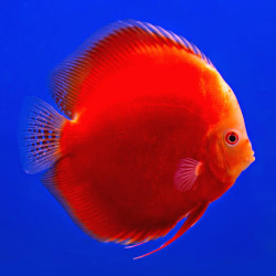 Red Melon Discus