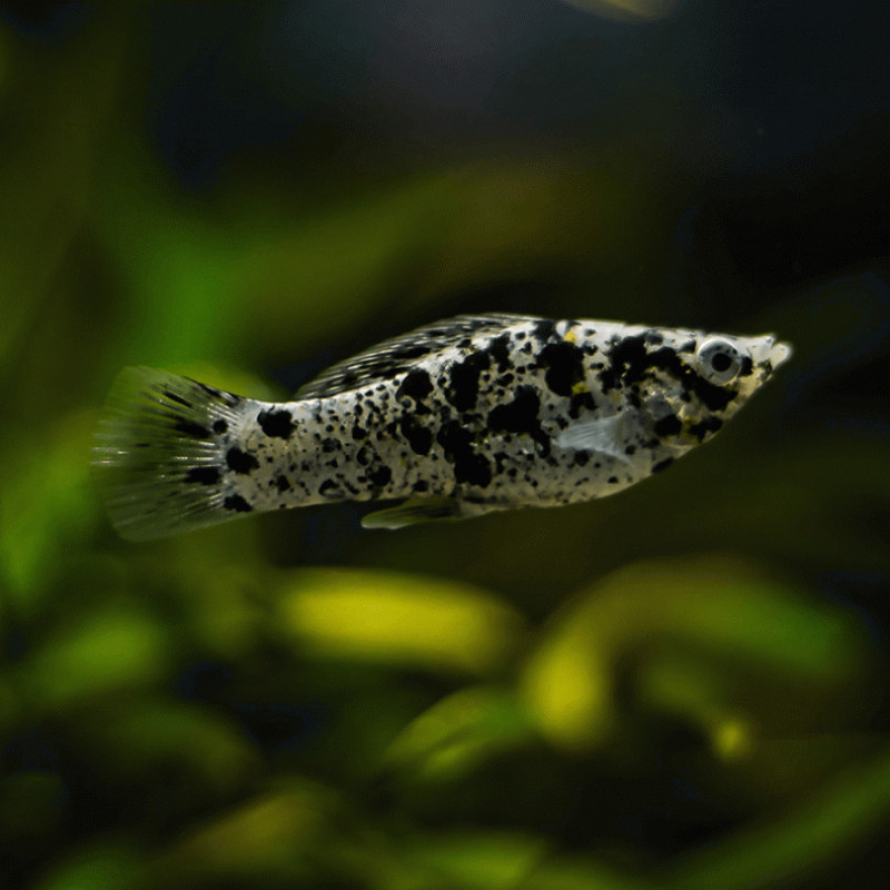 Dalmatian Molly