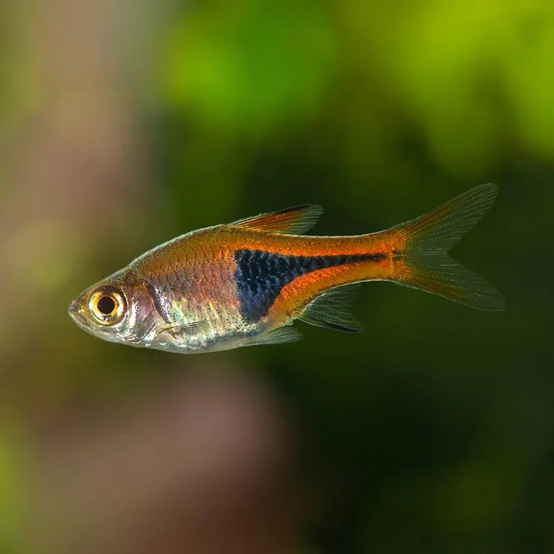 Harlequin Rasbora