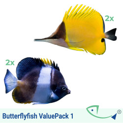 Butterflyfish ValuePack 1