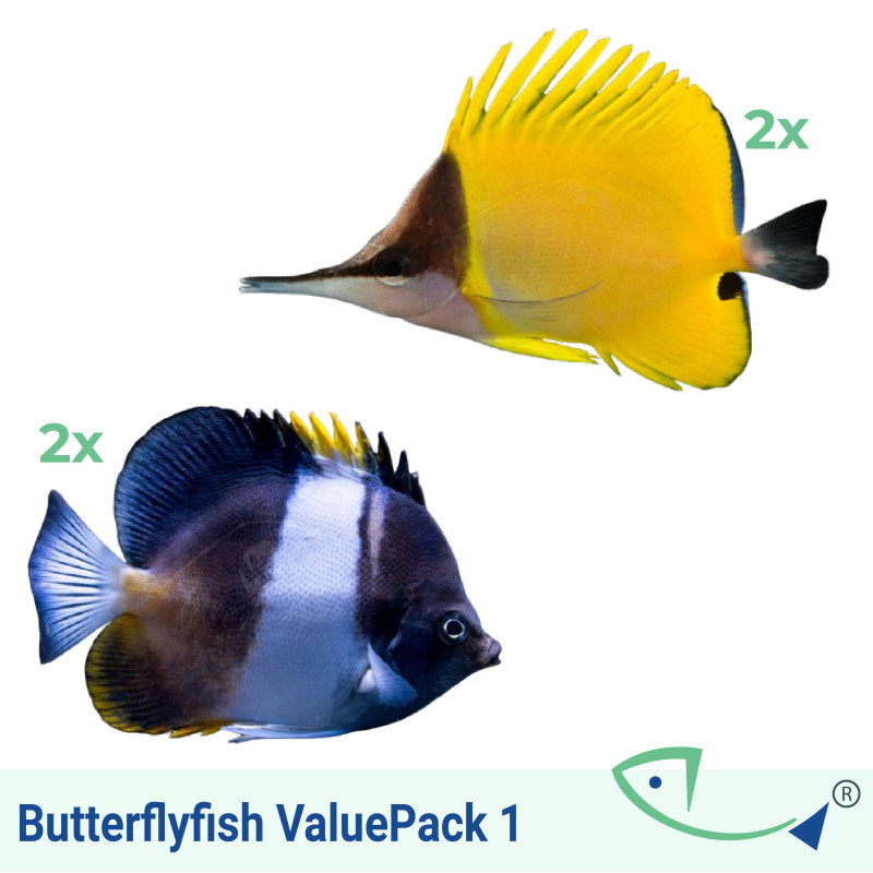 Butterflyfish ValuePack 1