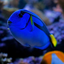 Blue Tang - Philippine, S