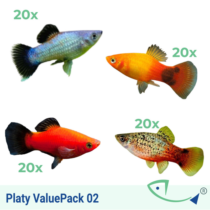 Platy ValuePack 02